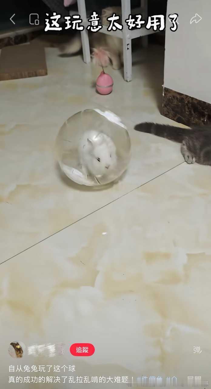 13600🐇【求求】刷xhs看到有人把兔放进这种仓鼠球里再放兔出来玩，不知道是