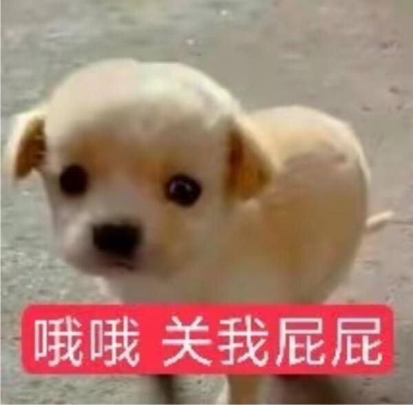 伟铿： 