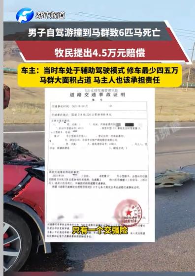 新疆伊犁，男子自驾游，路过牧区，他开了辅助驾驶模式，结果一不小心撞上了马群，死了