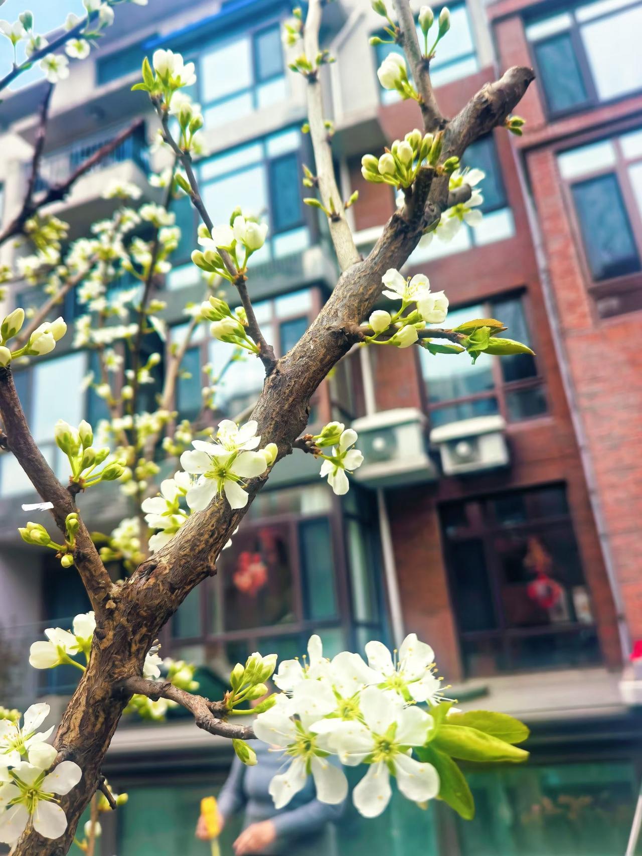 桃花朵朵开，好运连连来！