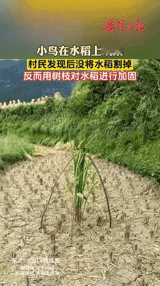 每日看图一首打油诗

青山绿野风光好，
水稻田里来筑巢。
鸟儿嬉戏禾苗间，
村民