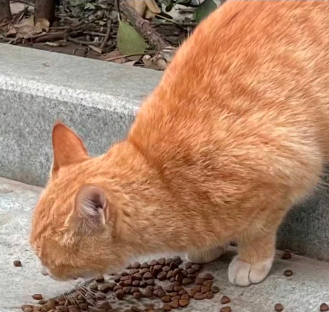 这跟自己亲生的有什么区别当人们追问“这跟自己亲生的有什么区别”时，流浪猫救助者思