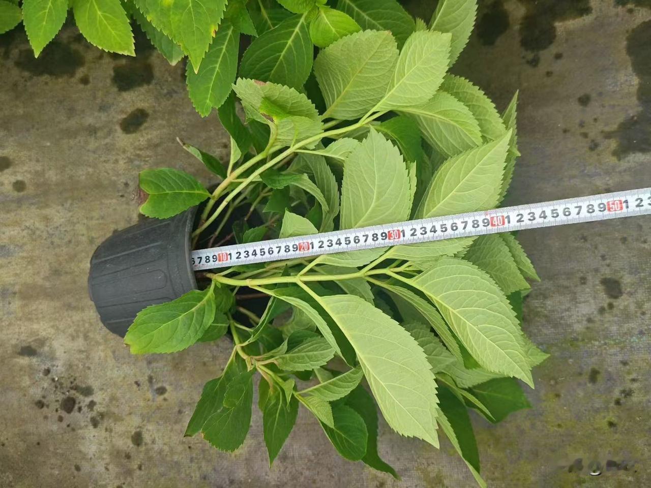 芦叶满汀洲，寒沙带浅流。二十年重过南楼。
柳下系船犹未稳，能几日，又中秋。
黄鹤