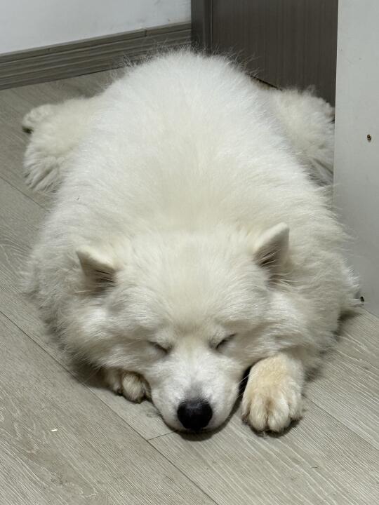 捕捉小狗🐶睡姿