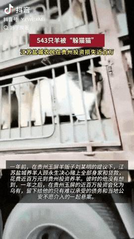 一江苏盐城男子听从贵州羊贩子的建议下，把543只羊从河南运到贵州养殖，但是没想到