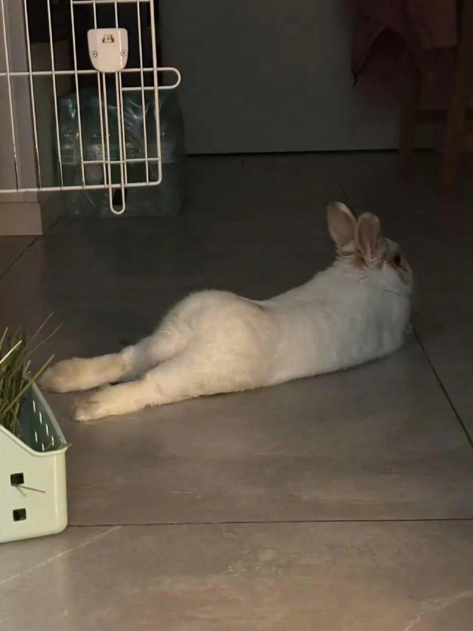 原来兔兔也有这么好的身材！