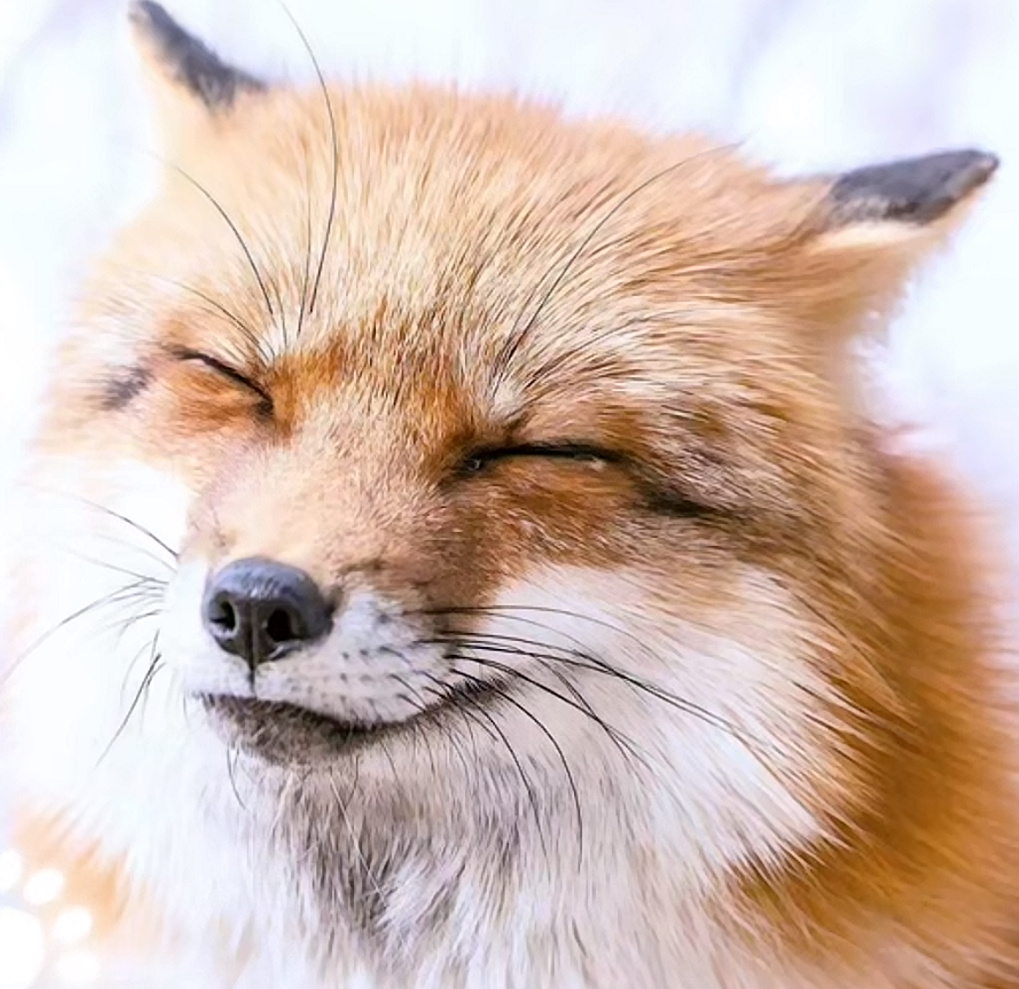 小狐狸…！ ​​​