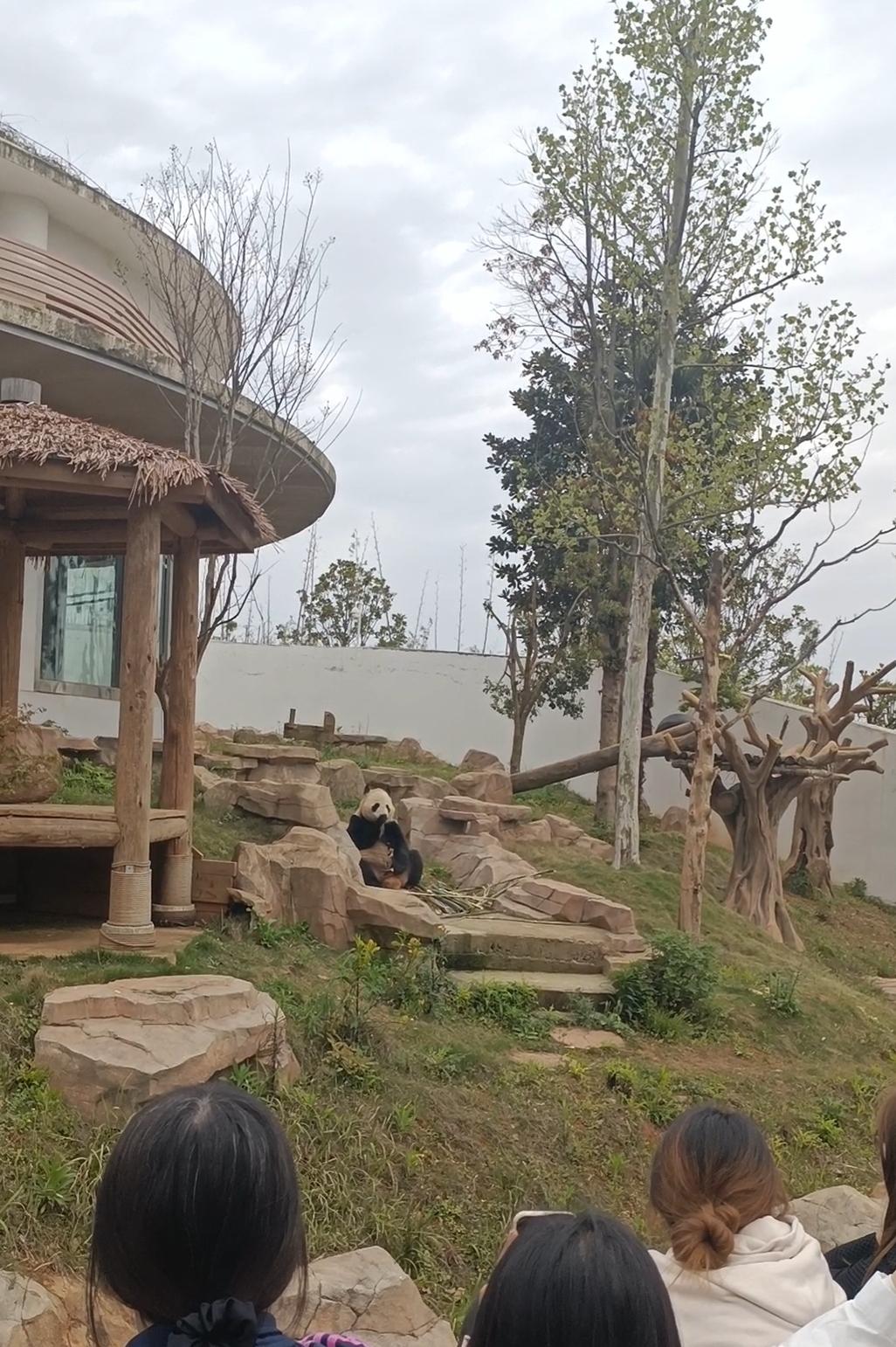 今天去岳阳中华大熊猫苑看熊猫去啦！
园内有9个场馆，个个熊猫都可爱极啦！参观的人