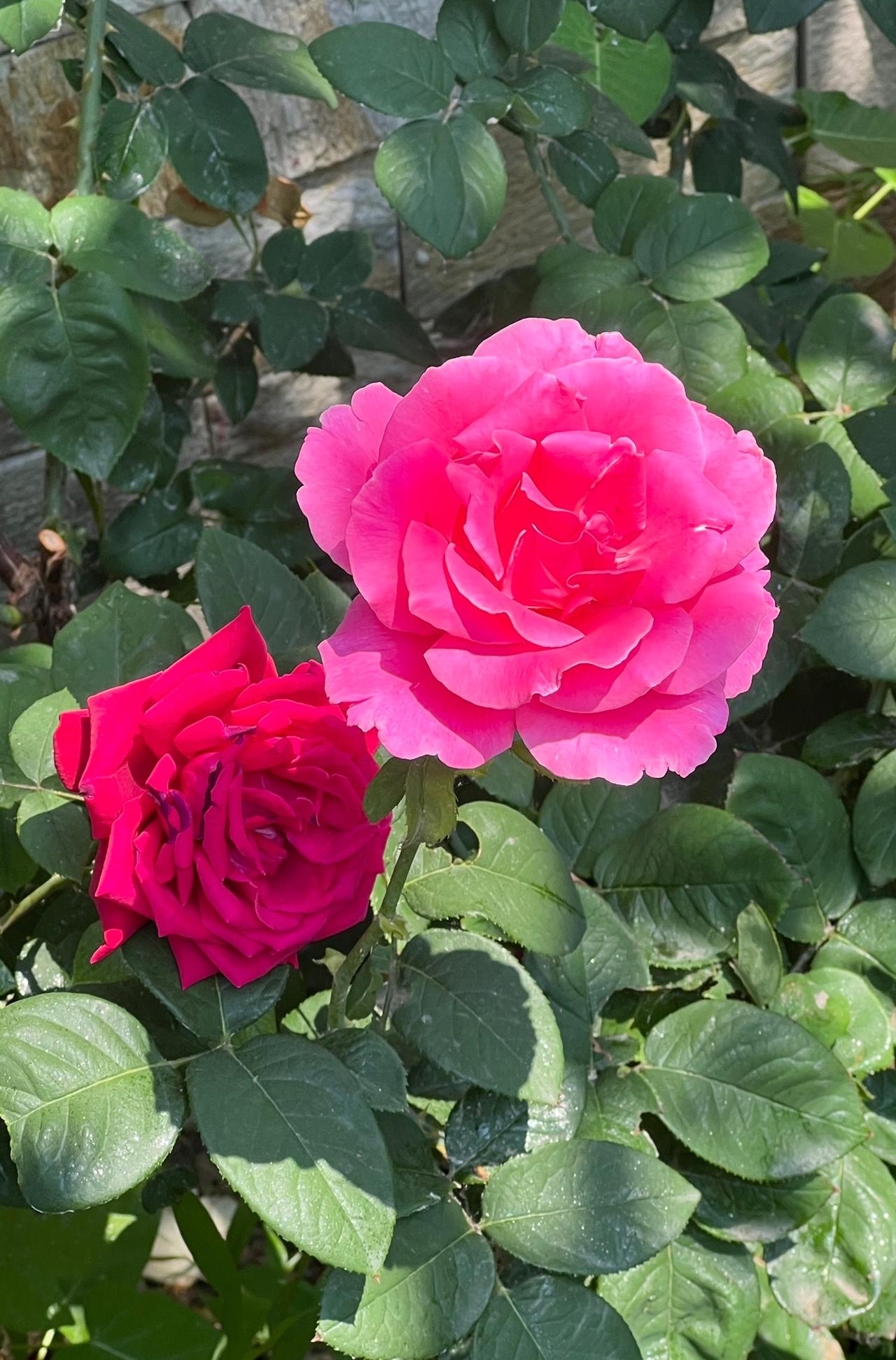 分享最艳丽的花