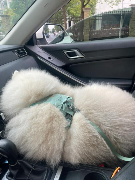妈妈问小狗我有没有存在性焦虑