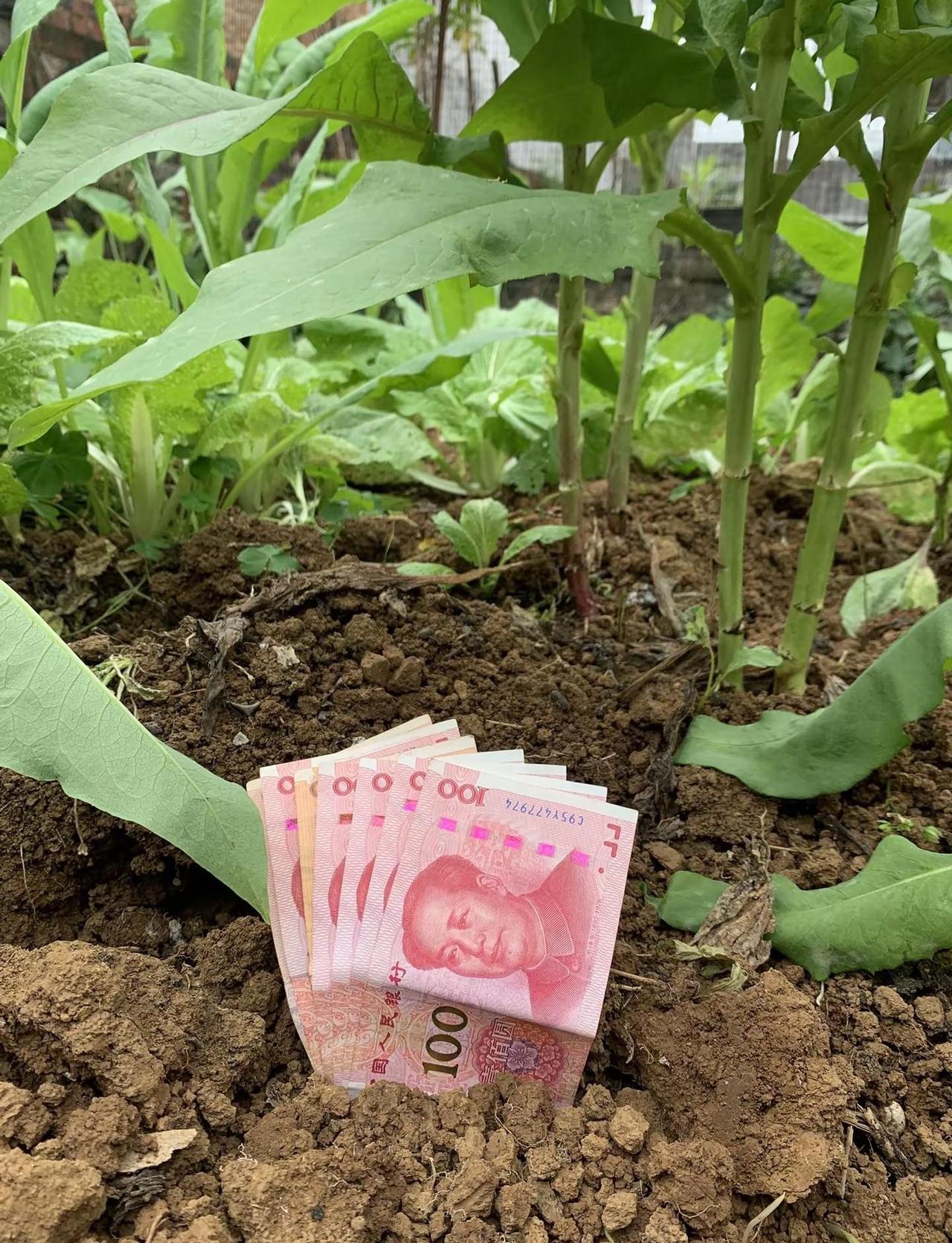 种花得花，种豆得豆，种钱得💰人民币呀人民币