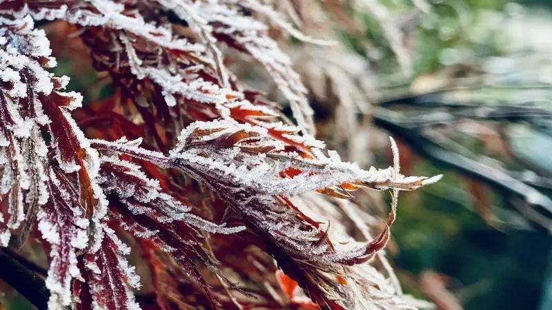 “美轮美奂”这一评价，感同身受。恰似魏兵的《霜降》，文字与赵飞燕拍摄的苏马荡图片