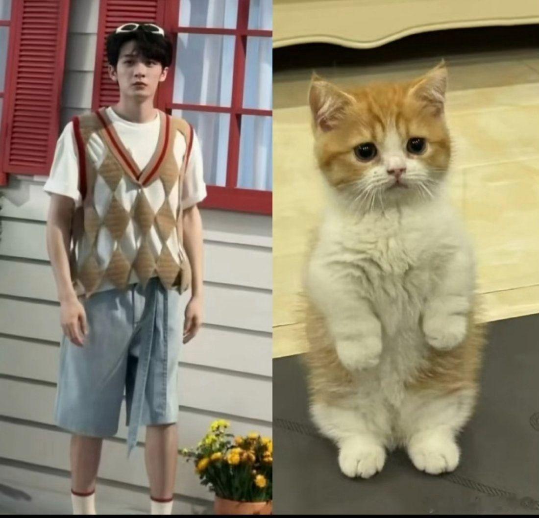 檀猫猫无疑了，简直一模一样[期待]，超级可爱喵 ​​​