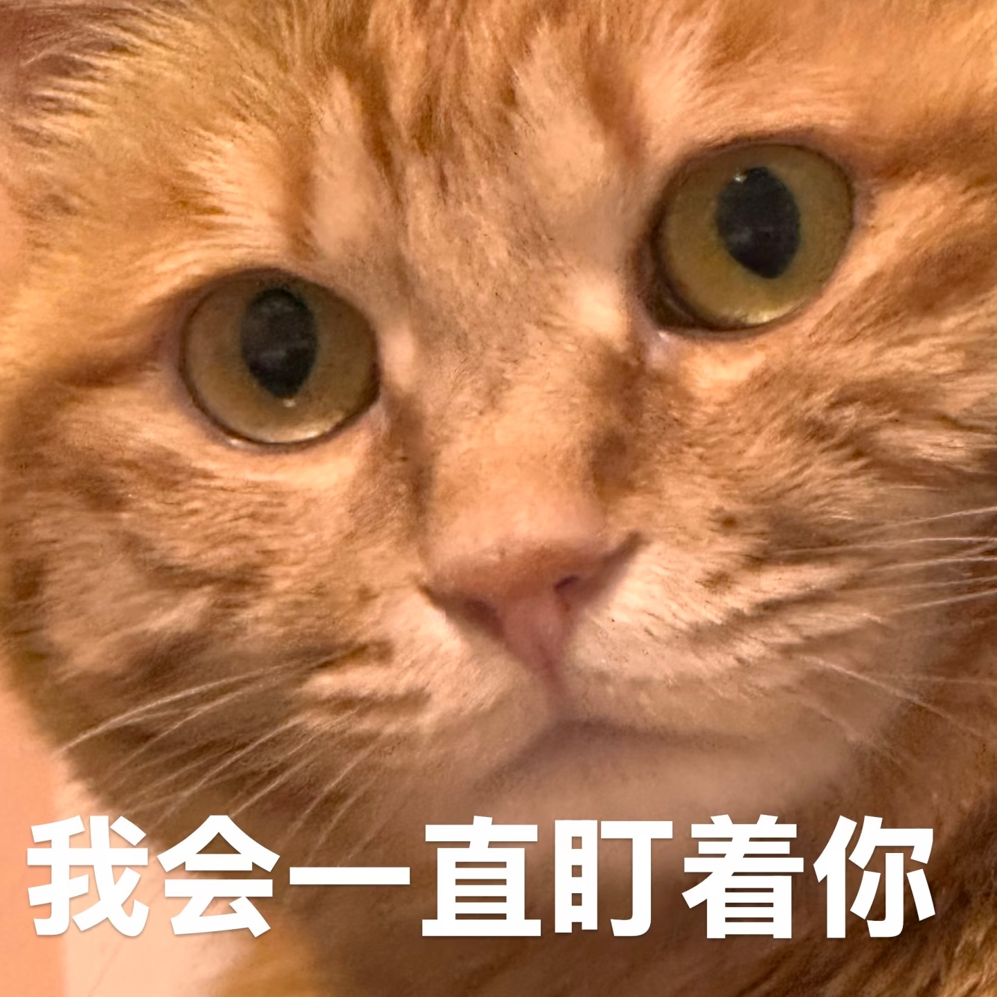 李想称汽车业进入不服就直播状态直播可以提前准备，但直播效果没法造假，被网友抓到就
