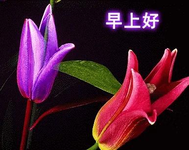 菊念秋，人念友，问候如同品美酒；酒暖身，人喜旧，真诚相处情长久。
祝你有个美好开