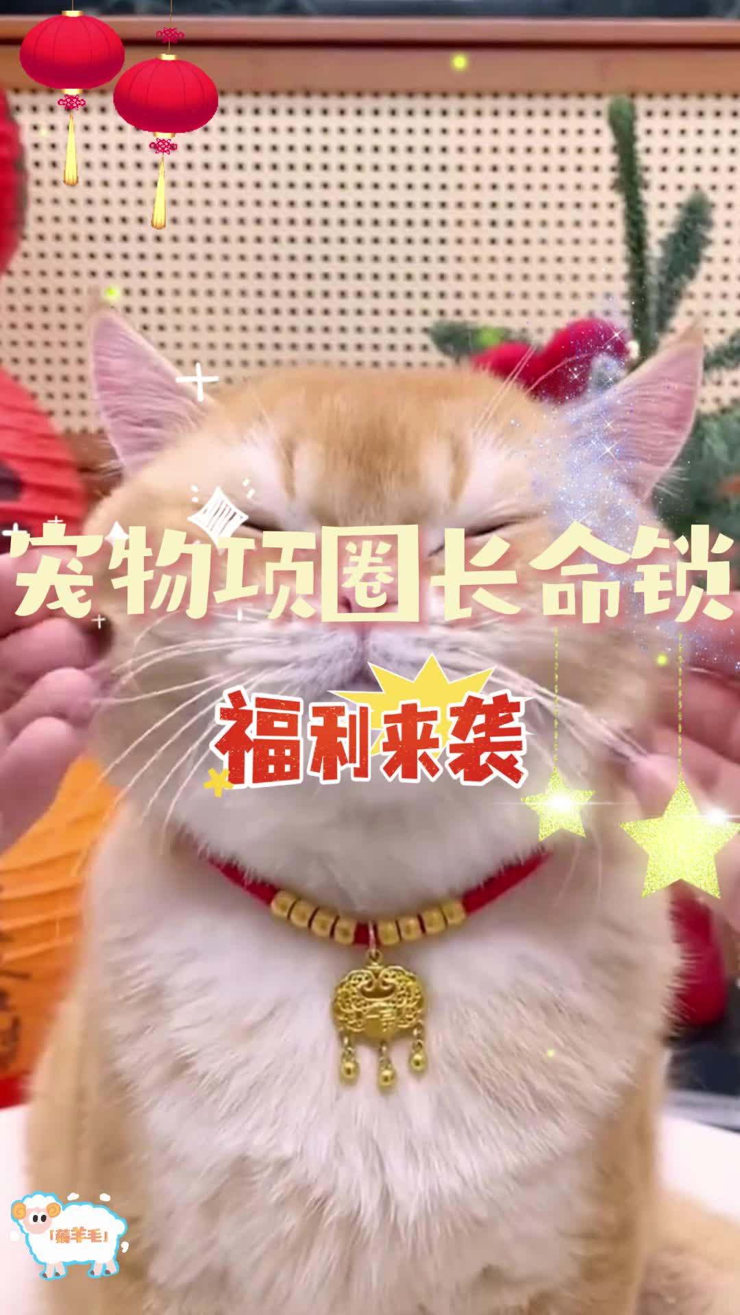 给隔壁小猫馋坏了 猫咪小金锁