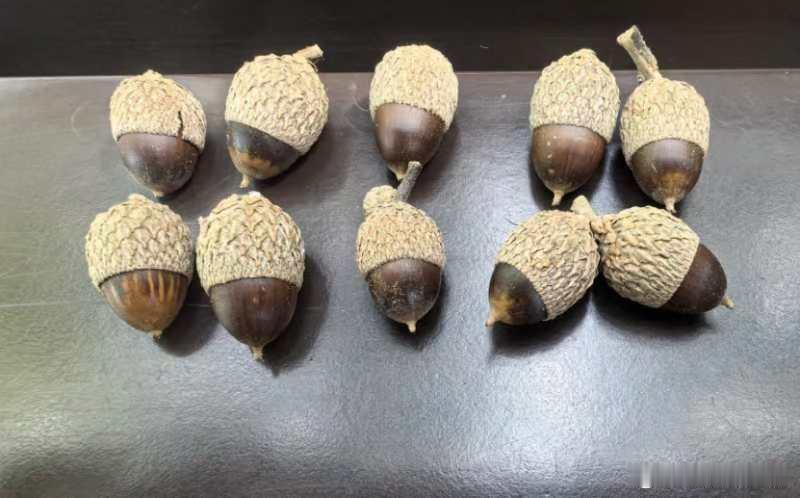 🍁国家植物园的秋天！🐿️捡橡果 撸小猫 喂松鼠！ ​​​