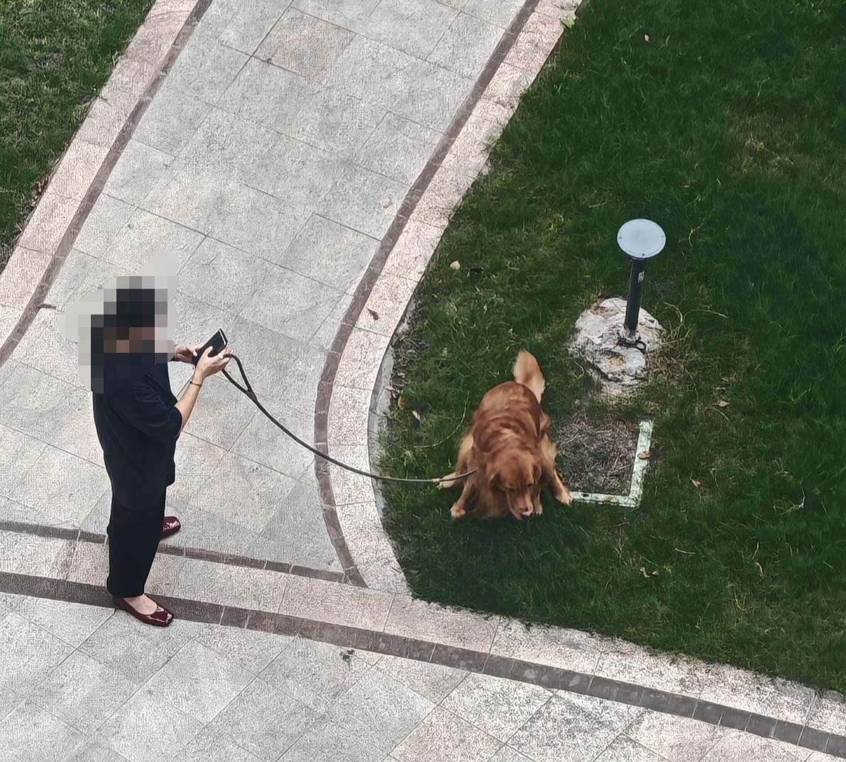 当下网络有一句话，道德沦陷才会把猫狗当伴侣，人性泯灭才把猫狗当父母，家庭残缺才把