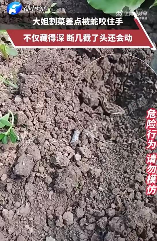 谁能想到自家菜园摘菜也能遇上惊魂一刻，看完这件事我再也不敢随便伸手扒菜叶了。
 