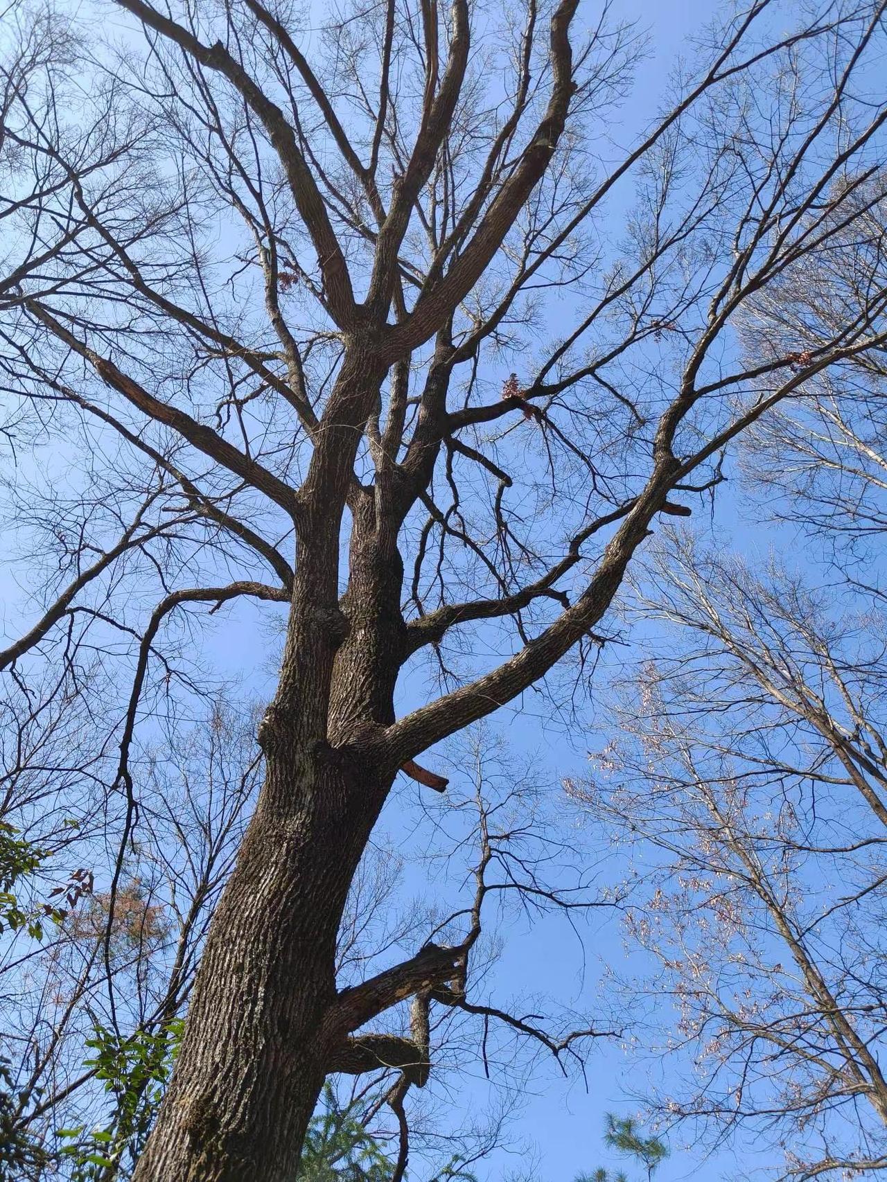 我的摄影日记 风光摄影 家乡的树