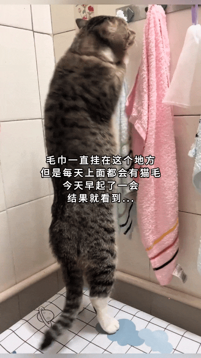 哎呀妈呀，可算抓着始作俑者了！
毛巾天天挂在那好好的，上面莫名其妙全是猫毛，房主