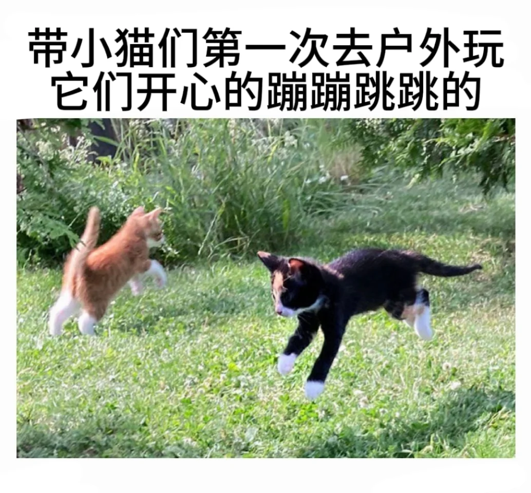 猫猫梗图:上班前记得摸摸小猫 它会等你😭