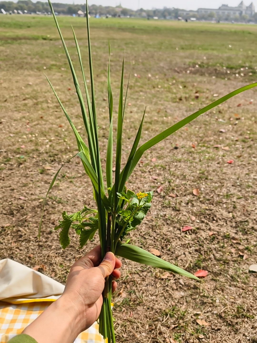 掬水天在手，执叶伴春游。问君娜最好，仰首随心走。《游春》赵宏民 2026年清明时