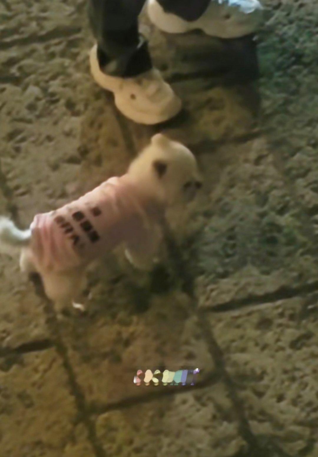 为这只小猪辟谣，他其实很瘦 
