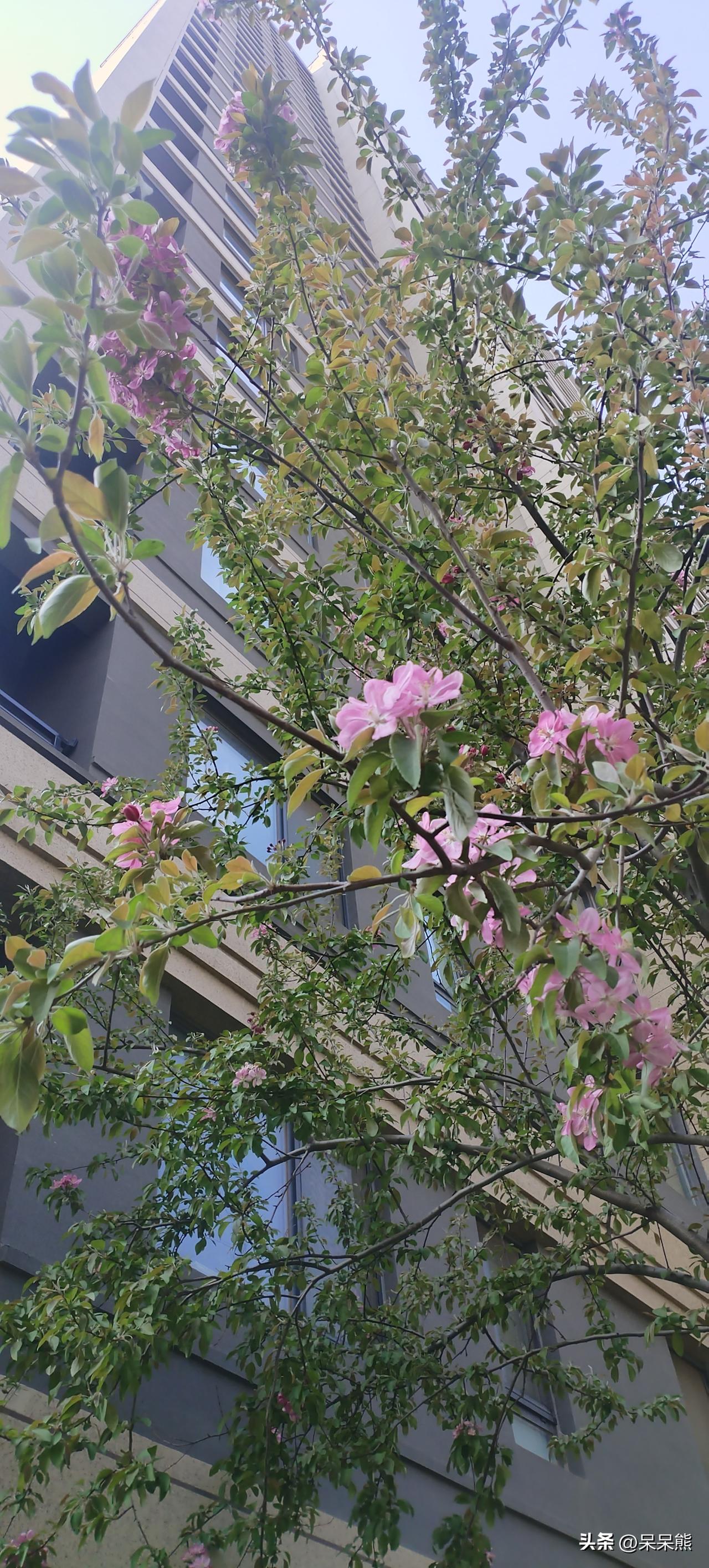 是这枝的花太美了！我忍不住要抬头举起相机把它拍下来。
特别是他在风中摇曳的身姿，