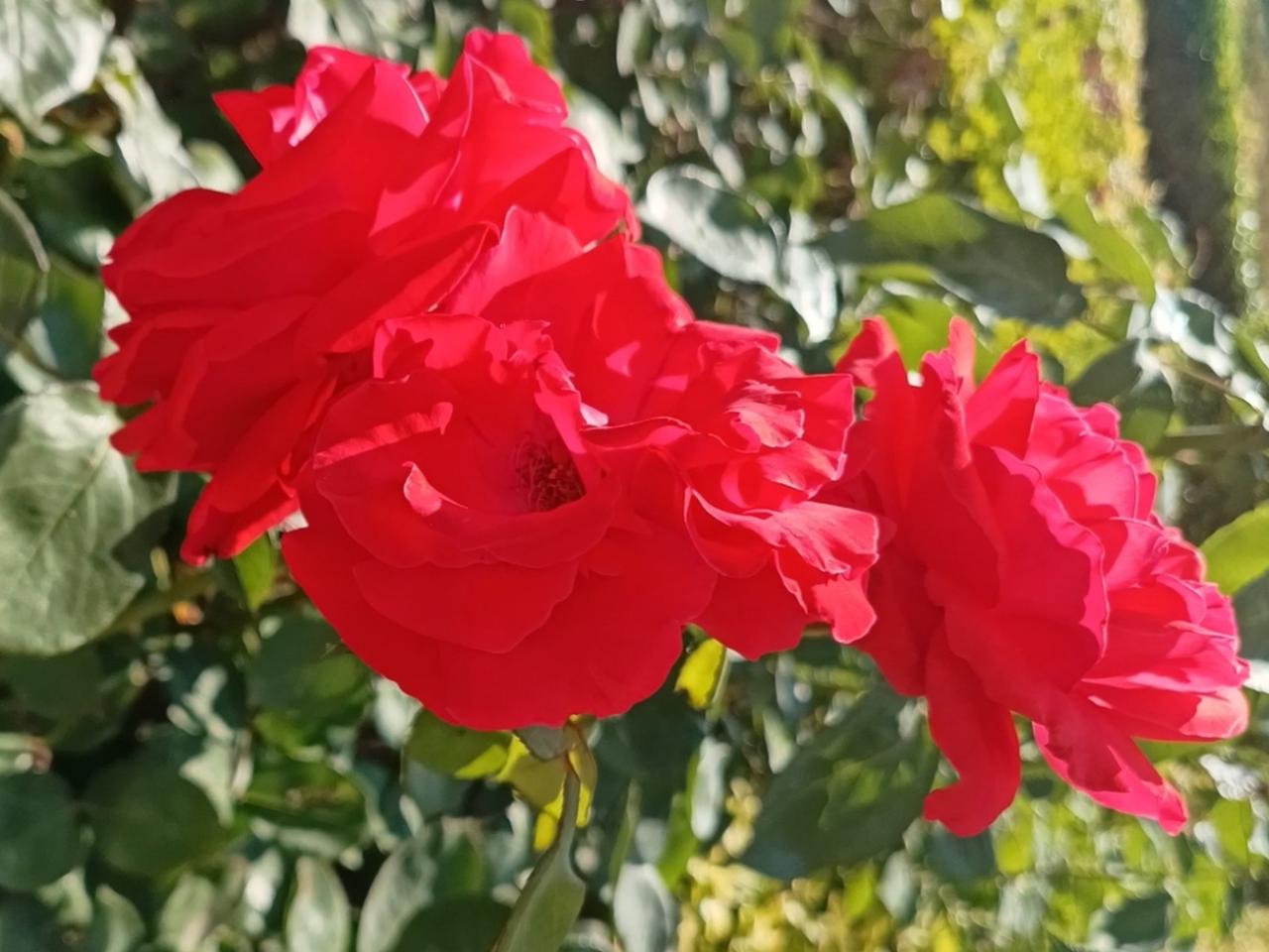 世间花开花落从不停歇，每一朵都在拼尽全力盛开。
不必焦虑前路，只管认真前行，时间