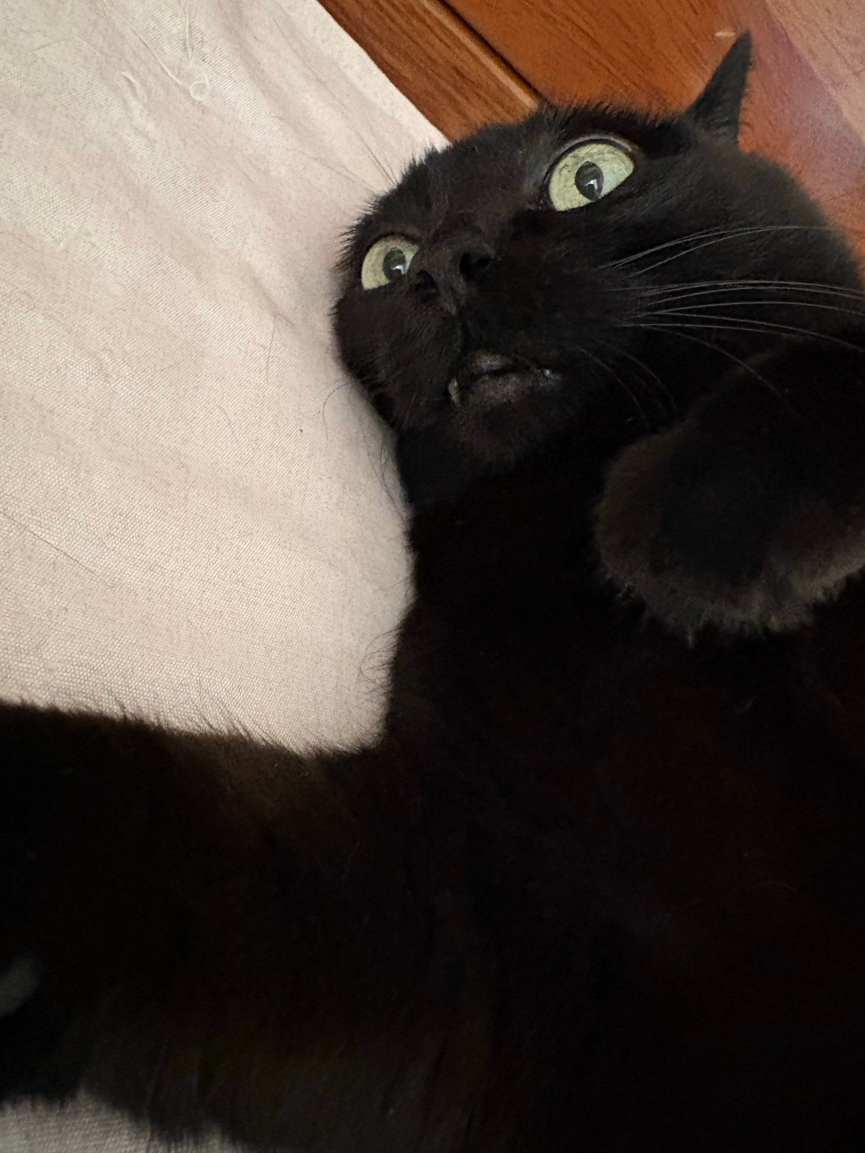 我觉得王熙是世界上最好的小猫 ​​​