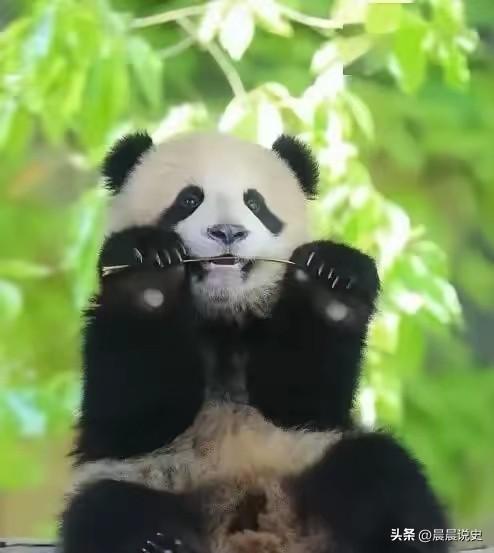 真的越看越气！
现在中国企业出海，根本不是做生意，是纯纯被全世界轮流薅羊毛、挨个