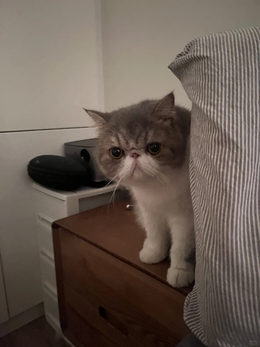 ei 小猫不能上床！