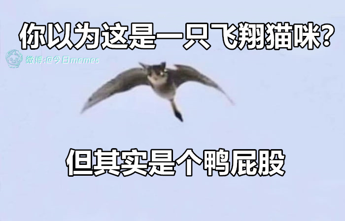 哈喽~（9gag）哎呀