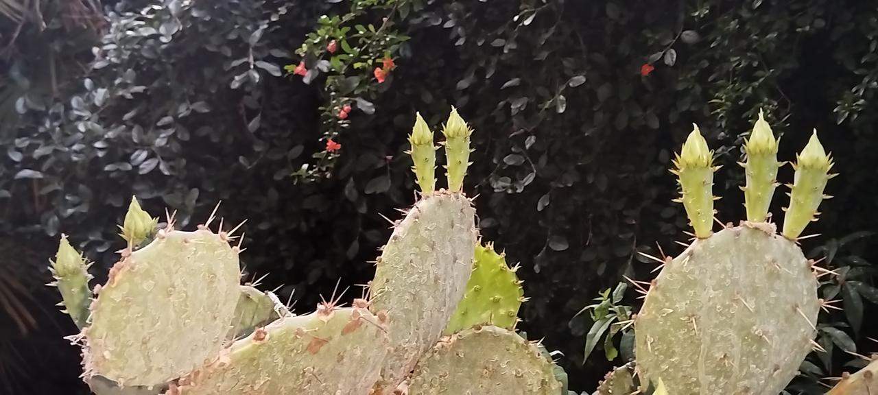 ，什么花都行