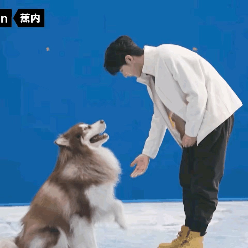 王一博牵杜宾犬此男就这样狗狗派🐕和杜宾犬互动好自然🥰王一博撸狗花絮 ​​​
