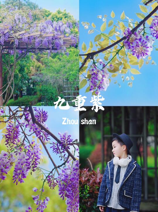 舟山旅行 | 原来紫藤花就是九重紫