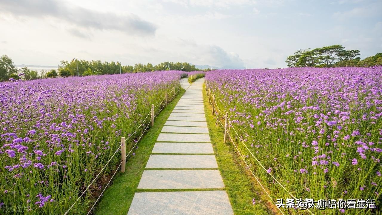 先给你一句最实在的：时间不够+不自律，别搞完美计划，只搞“最低限度能完成”的方案