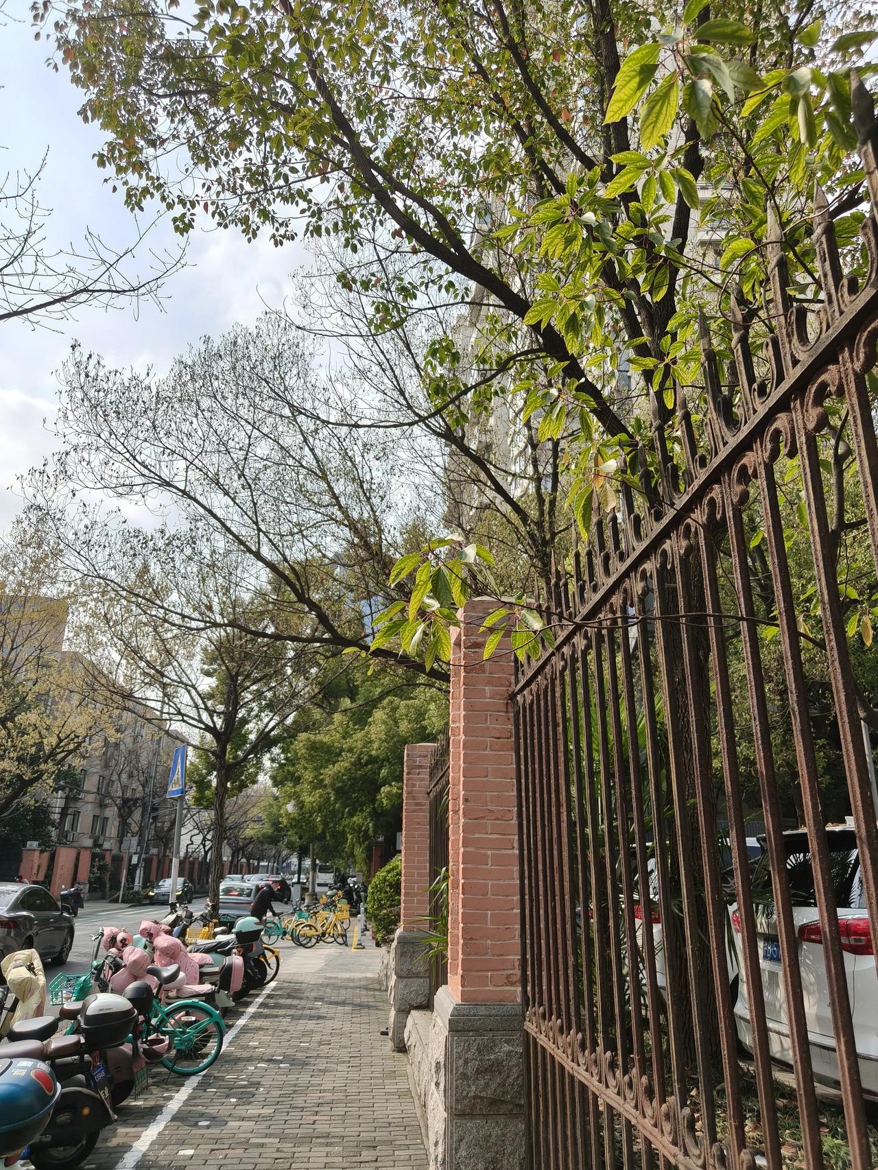 单位门口的这条路一共就几百米，
平时没事的时候也很少走动，除了偶尔出来拍拍花🌸