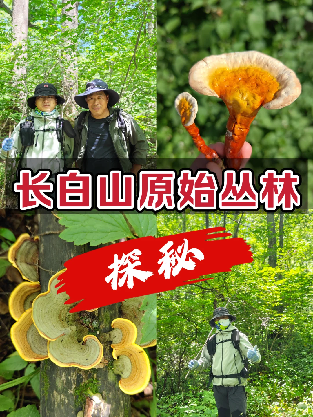 户外徒步：探秘长白山原始森林！