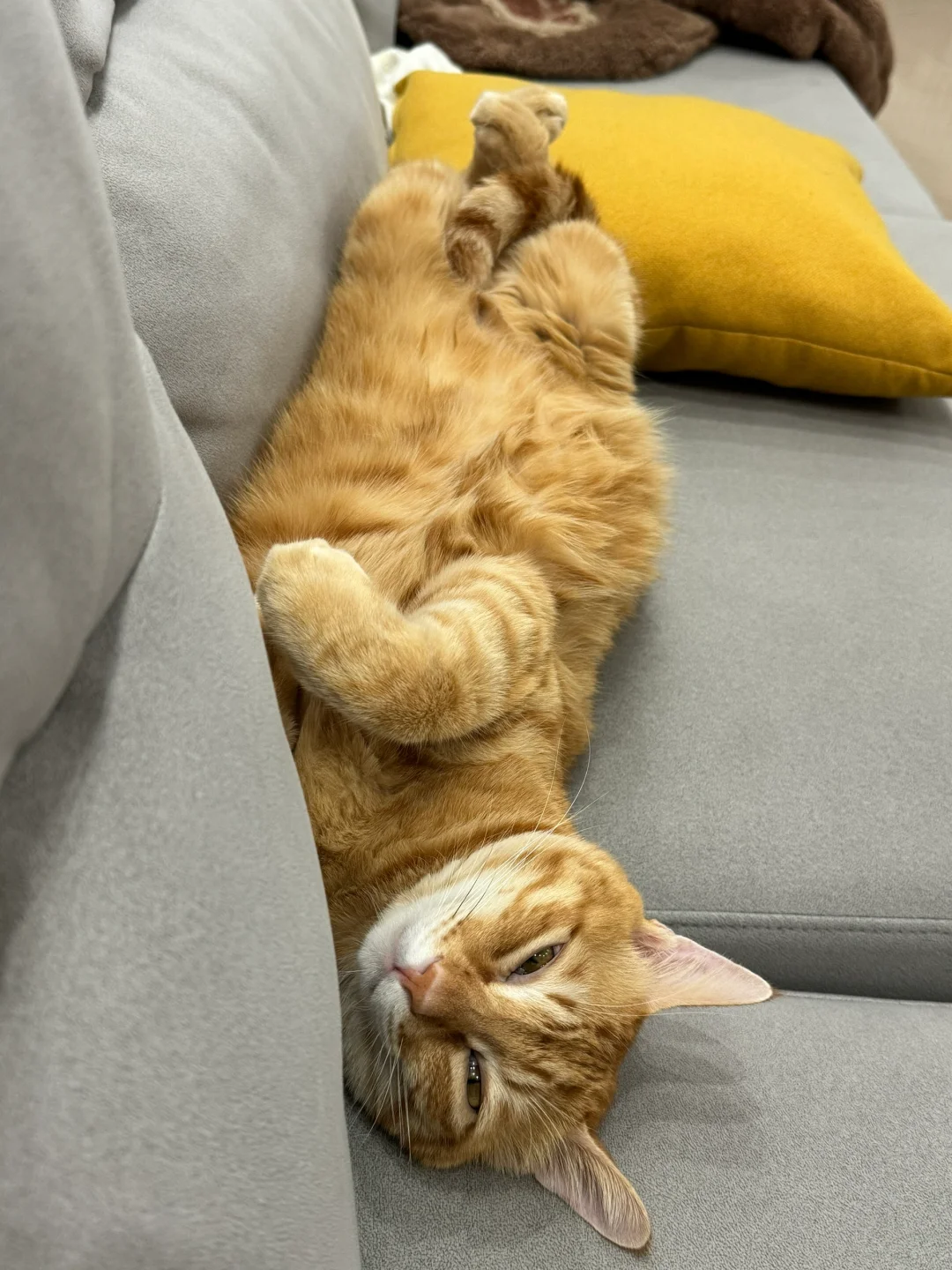 小猫假寐