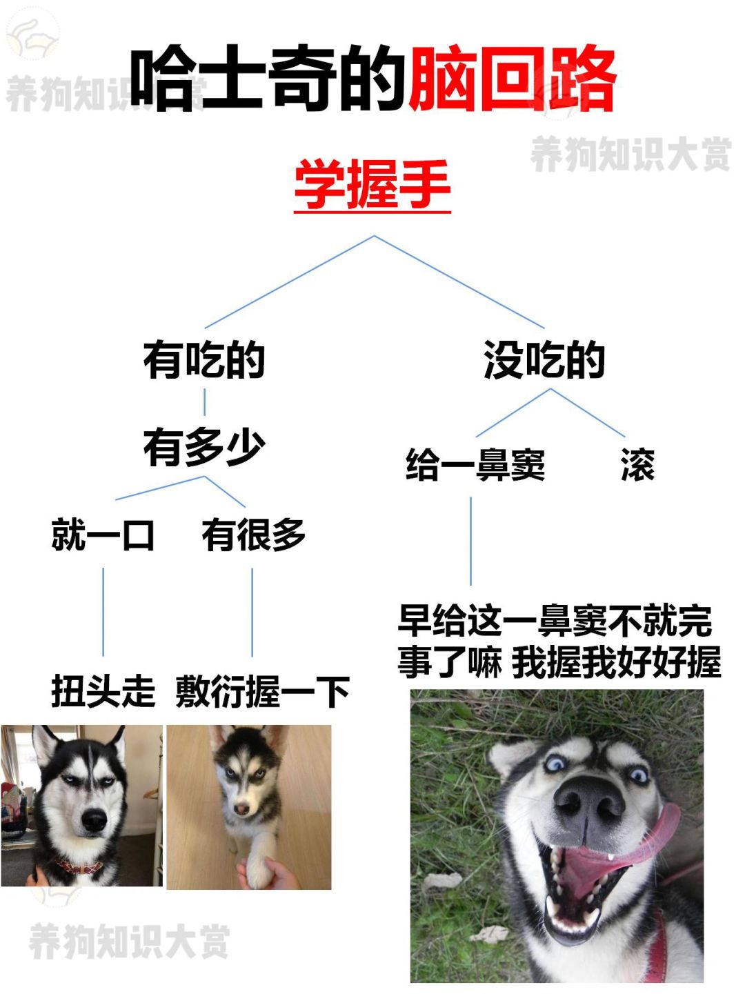 哈士奇的决策过程