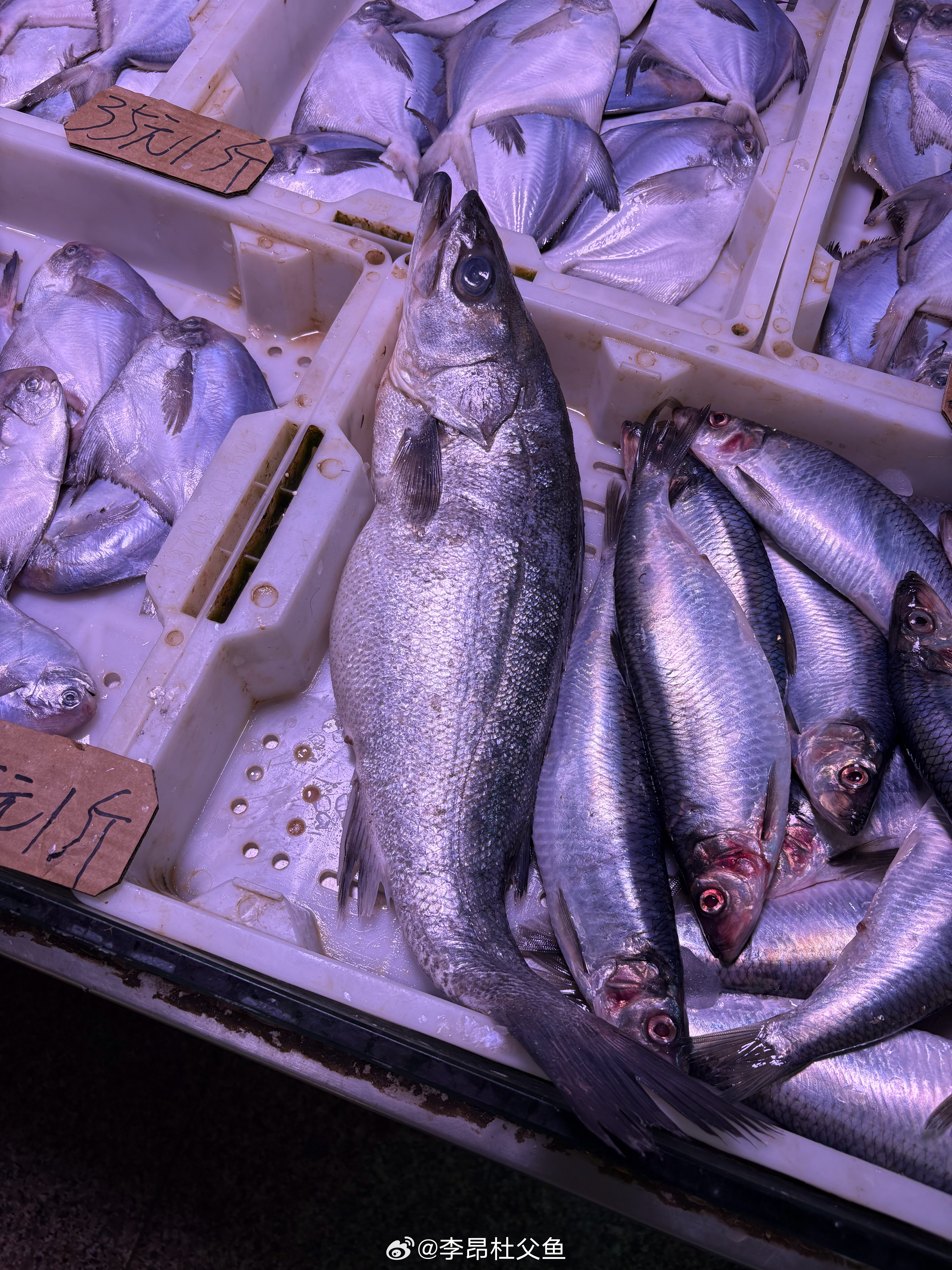 日本花鲈/Lateolabrax japonicus，在黄海并不少见。一胖一瘦，