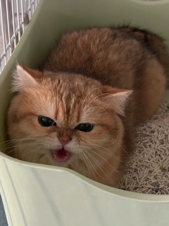 最惨猫舍之买的母猫不想上班