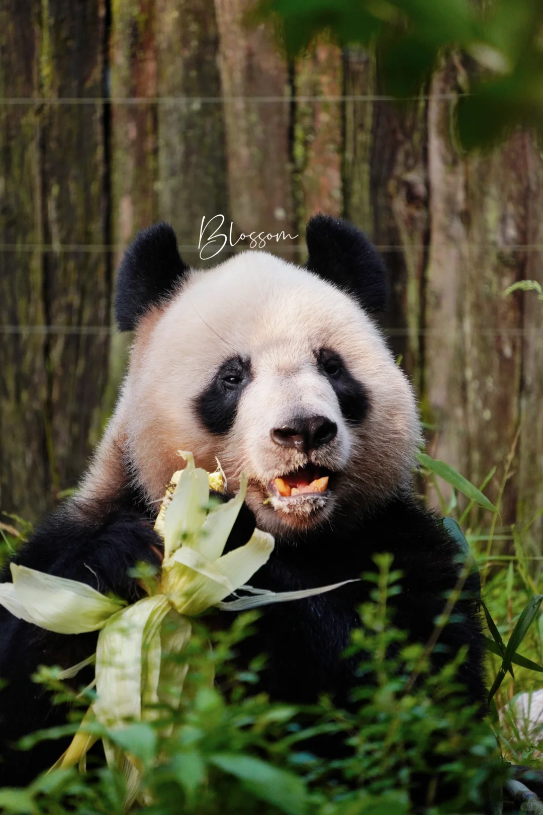 240826 勇爹的20岁，生日快乐❤️💛