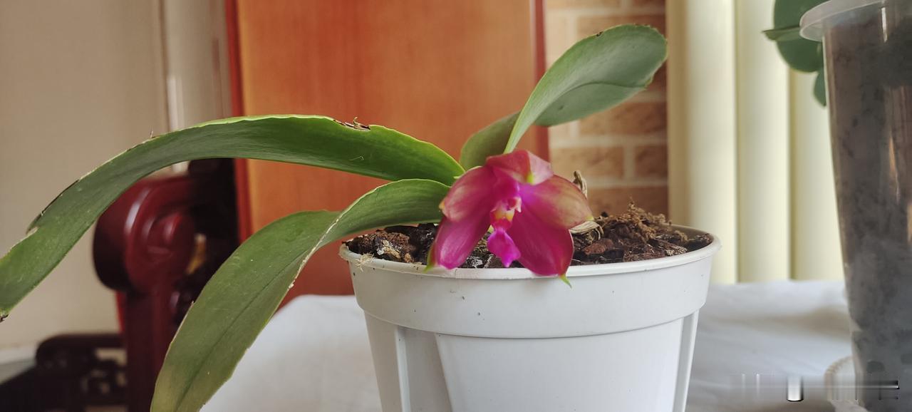 请问大家，这种蝴蝶兰是叫什么名字？