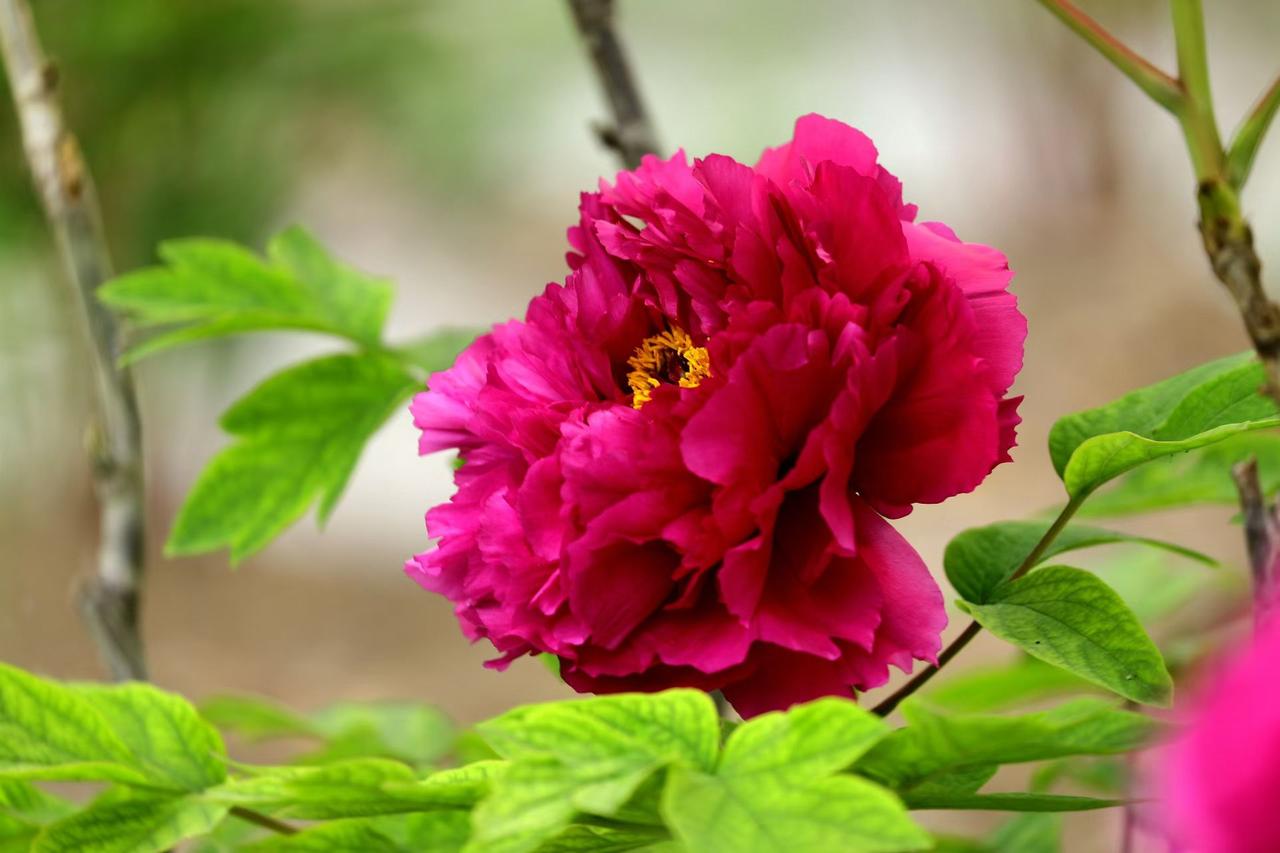 分享一张花的照片暮春时节，这一抹嫣红惊艳了时光。牡丹层层叠叠的花瓣如织锦般舒展，