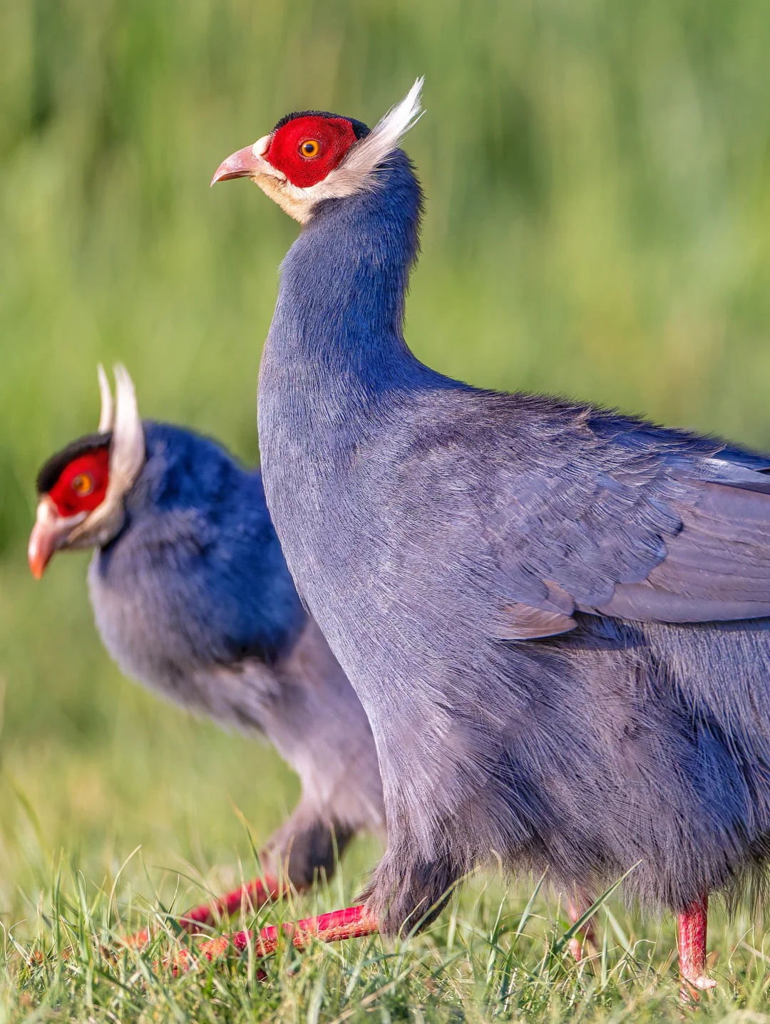 迷人的蓝色妖鸡：蓝马鸡