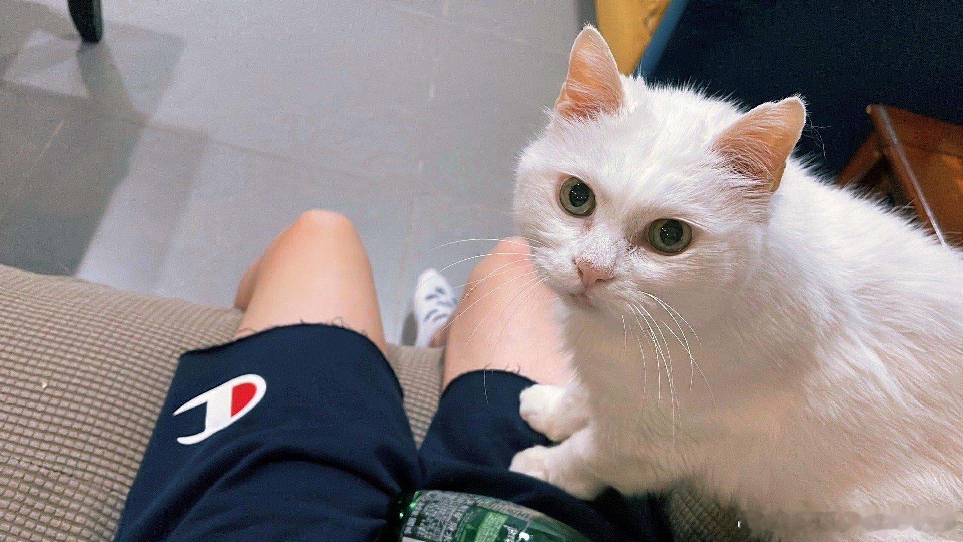 猫童节不许出门，陪我陪我。我这14岁的大白儿。 ​​​