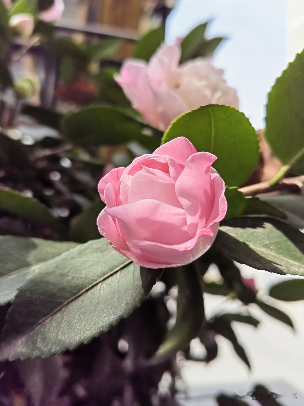 晒图笔记大赛一组茶花